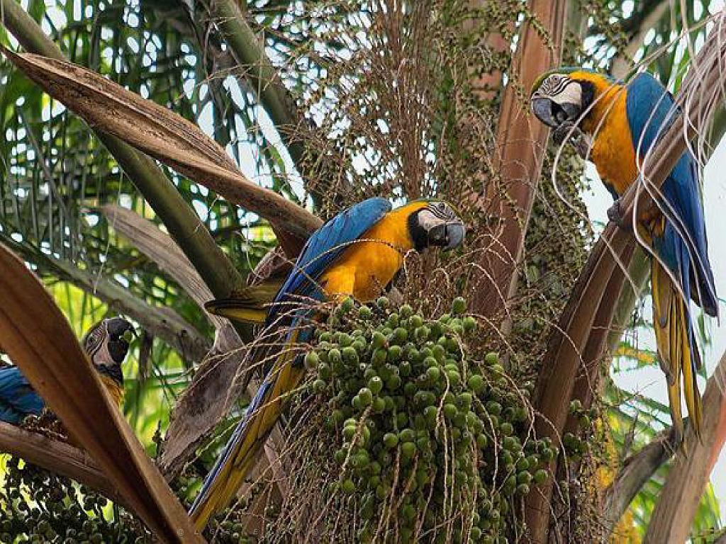 101PARC AUX OISEAUX DANS L AIN 2016 2_000021.jpg